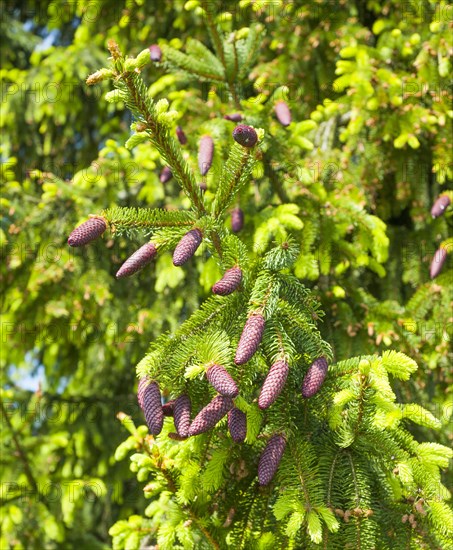 Norway spruce (Picea abies)