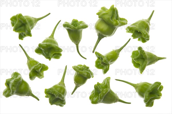 Bhut Jolokia chilies