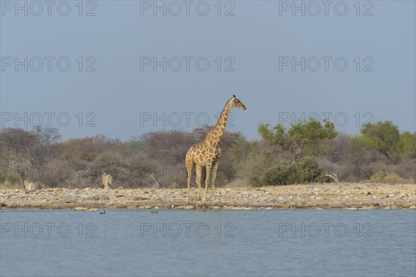 Giraffe (Giraffa camelopardis) standing by the water