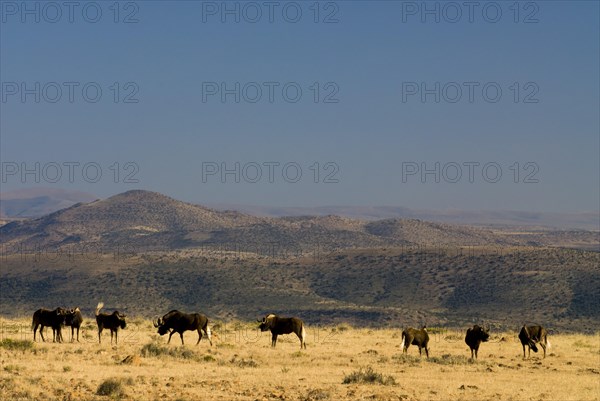Black Wildebeest (Connochaetes gnou)
