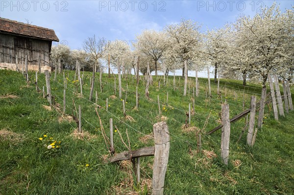 Wine growing