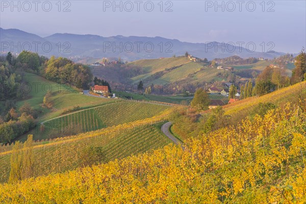 Autumnal vineyards and farmhouses in the morning light