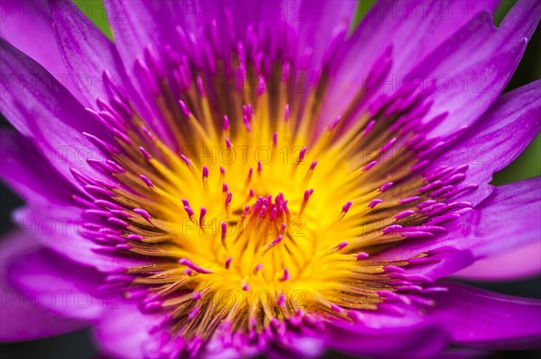Water Lily (Nymphaea)