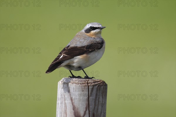 Northern Wheatear (Oenanthe Oenanthe)