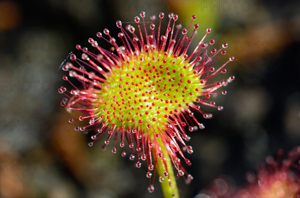 Round-leaved Sundew (Drosera rotundifolia) leaf blade with secretion tentacles