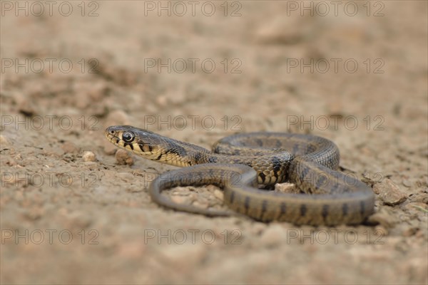 Grass Snake (Natrix natrix persa)
