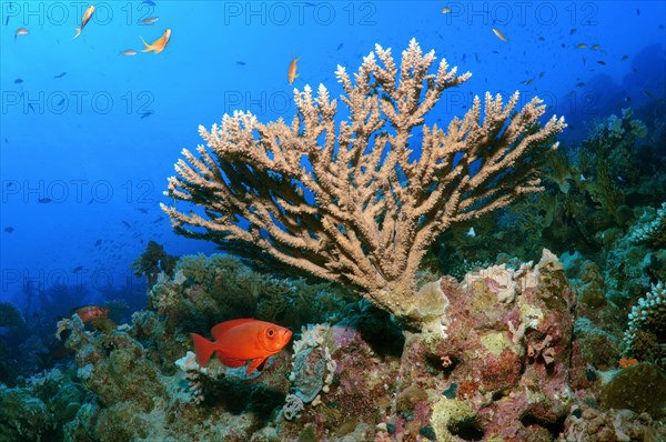 Coral reef