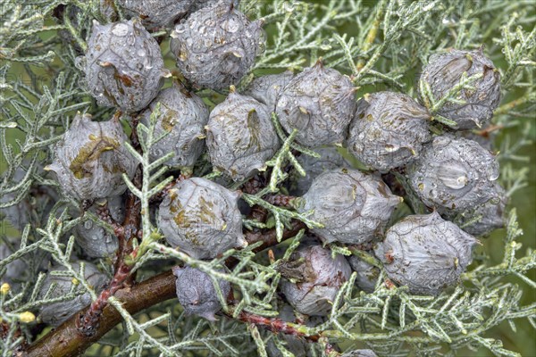 Cypress (Cypressus sp.) cones during rain