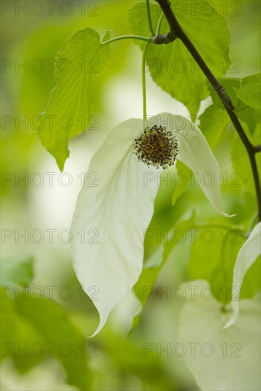 Handkerchief tree (Davidia involucrata) flowers and leaves