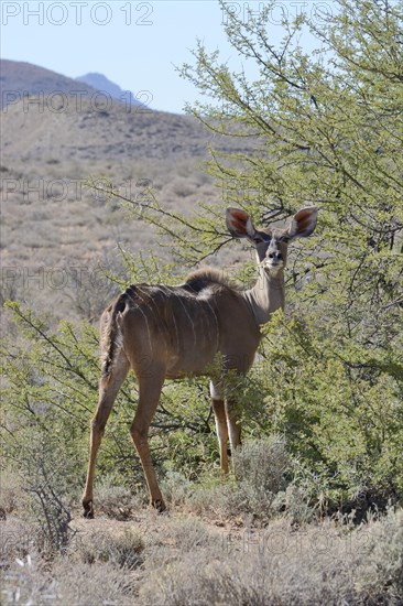 Greater Kudu (Tragelaphus strepsiceros)