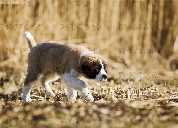 Saint Bernard puppy walking along the shore of a pond