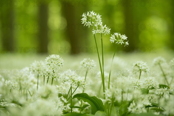 Ramsons (Allium ursinum) flowering