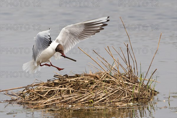 Black-headed Gull (Larus ridibundus) with nesting material on approach to nest