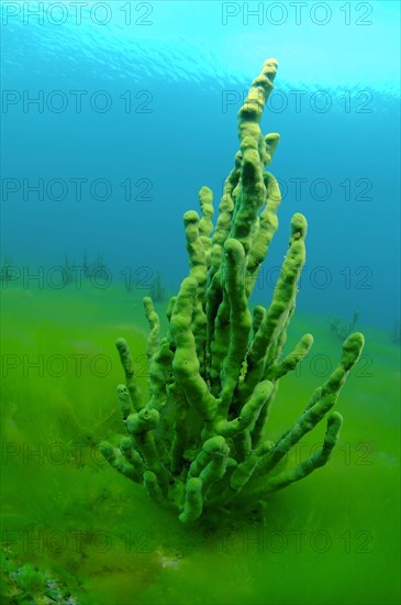 Demosponge (Lubomirskia baicalensis)