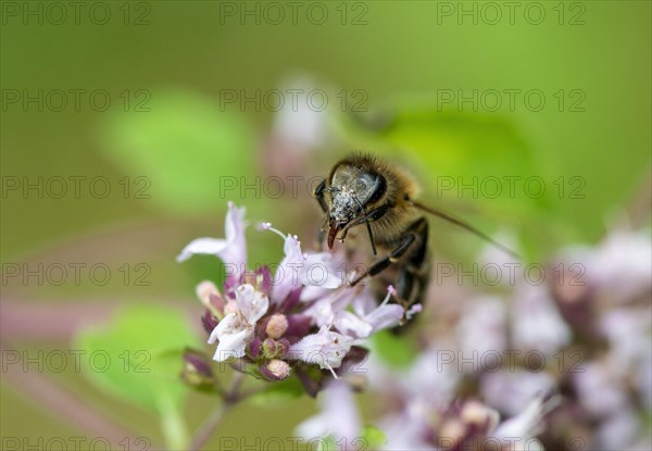 Honey bee (Apis mellifera) on purple flower