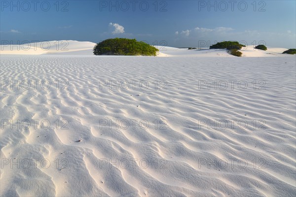 Desert landscape