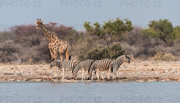 Giraffe (Giraffa camelopardis) and Burchell's Zebraa (Equus quagga burchellii)