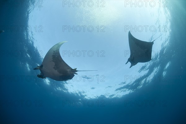 Sicklefin Devil Rays or Box Rays (Mobula tarapacana)