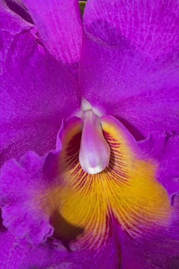 Orchid