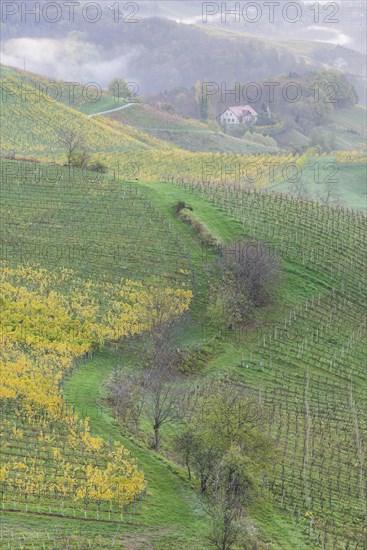 Vineyards