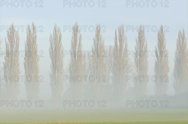 Row of poplars (Populus nigra italica) in the fog