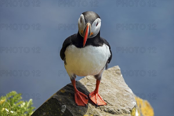 Puffin (Fratercula arctica)