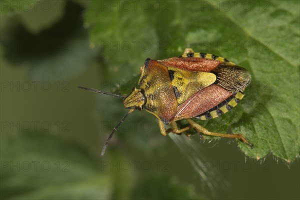 Purple fruit bug (Carpocoris purpureipennis) on a leaf