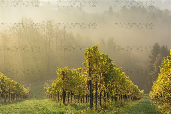 Vineyard in the morning mist