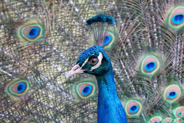 Indian Peafowl or Blue Peafowl (Pavo cristatus)