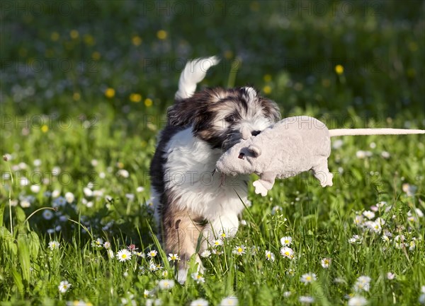 Tibetan Terrier