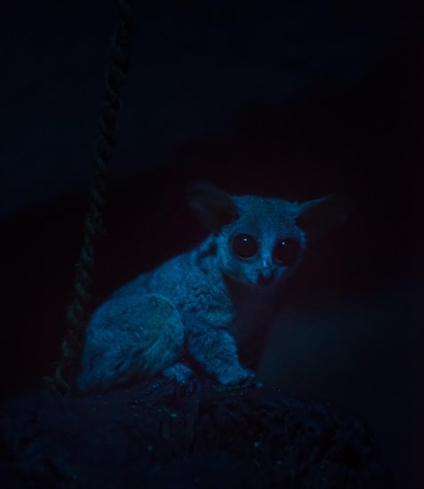 Galago or Bush Baby (Galagonidae