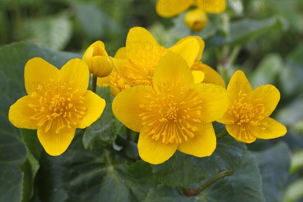 Kingcup or Marsh Marigold (Caltha palustris)