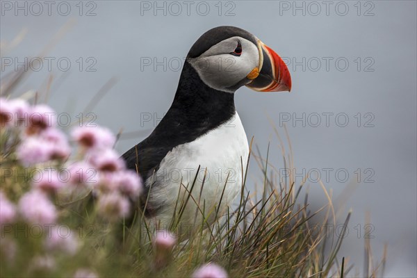 Puffin (Fratercula arctica)