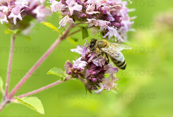 Honey bee (Apis mellifera) on purple flower