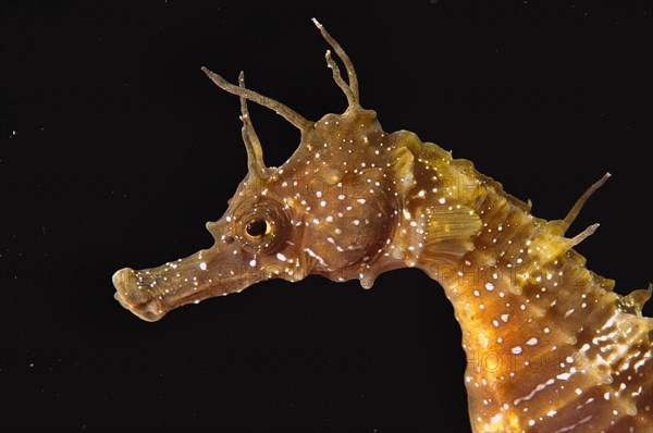 Short-snouted Seahorse (Hippocampus hippocampus)