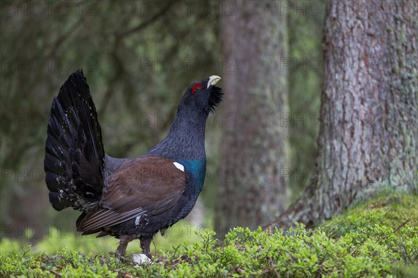 Capercaillie or Western Capercaillie (Tetrao urogallus)