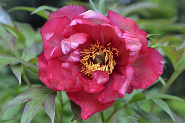 Tree peony (Paeonia suffruticosa 'Banquet')