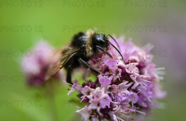 Bumblebee (Bombus) collects nectar on a purple flower