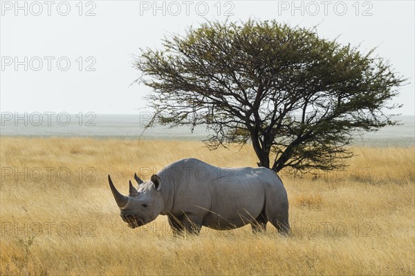 Black Rhino (Diceros bicornis) grazing at the edge of the Etosha Pan