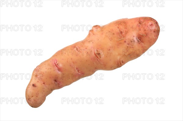 Potato