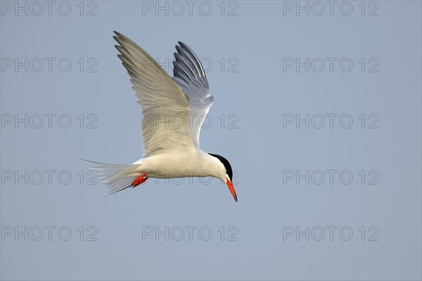 Common Tern (Sterna hirundo) in flight