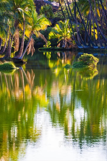 Palm trees at the Hopeaia Fishpond