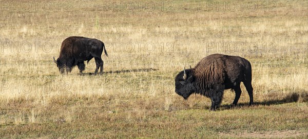 Two Beefalos or Cattalos on a pasture