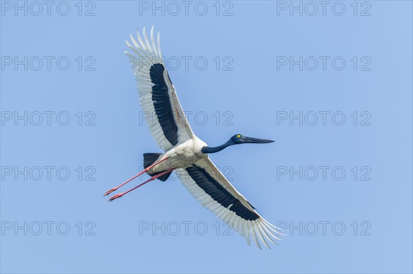 Black-necked Stork (Ephippiorhynchus asiaticus)