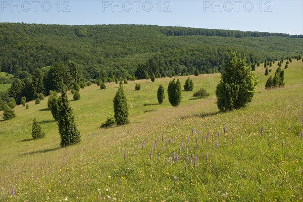 Juniper pastures