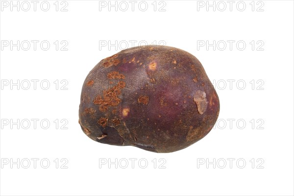 Potato