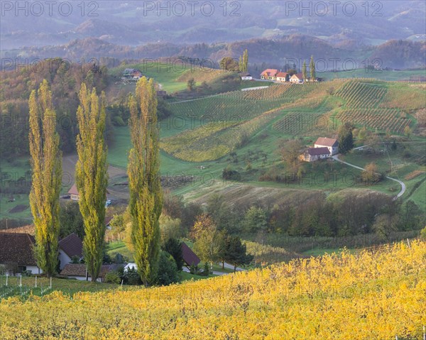 Autumnal vineyards and farmhouses in the morning light