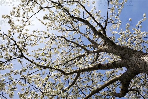 Cherry tree (Prunus avium) in full bloom