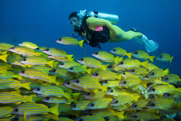 Scuba diver watching a school of Bluestripe Snappers (Lutjanus kasmira)