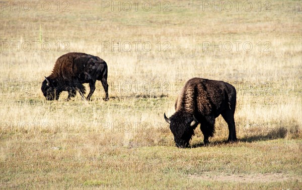 Two Beefalos or Cattalos on a pasture